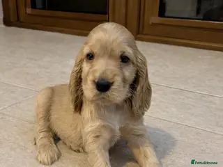Cocker Spaniel dogs Beautiful Golden Show Cocker Spaniel Puppies. - Advert 6