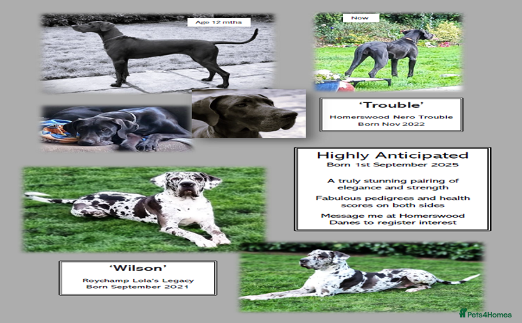 Great Dane dogs - Advert 2