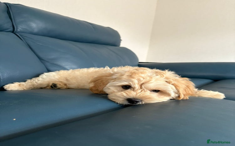 Mixed Breed dogs - Advert 1