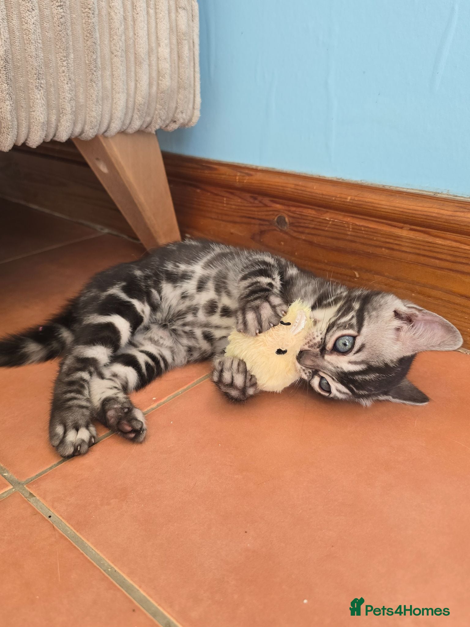 Bengal cats Pedigree Silver Charcoal Bengal Kitten - Advert 5