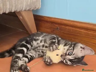 Bengal cats Pedigree Silver Charcoal Bengal Kitten - Advert 5
