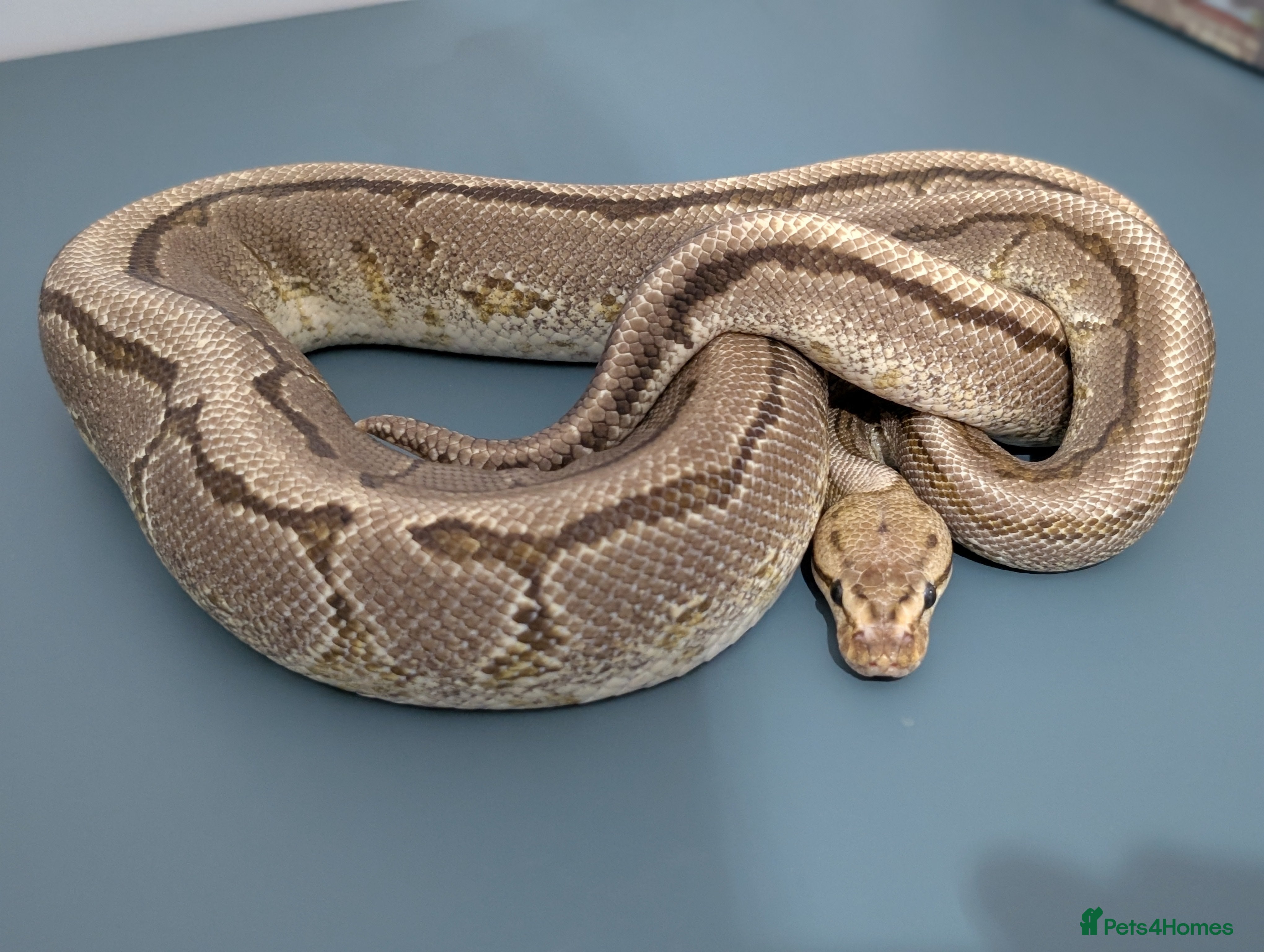 Python Snake reptiles Orange Dream, Yellow Belly, Pinstripe 100% Het DG - Advert 1