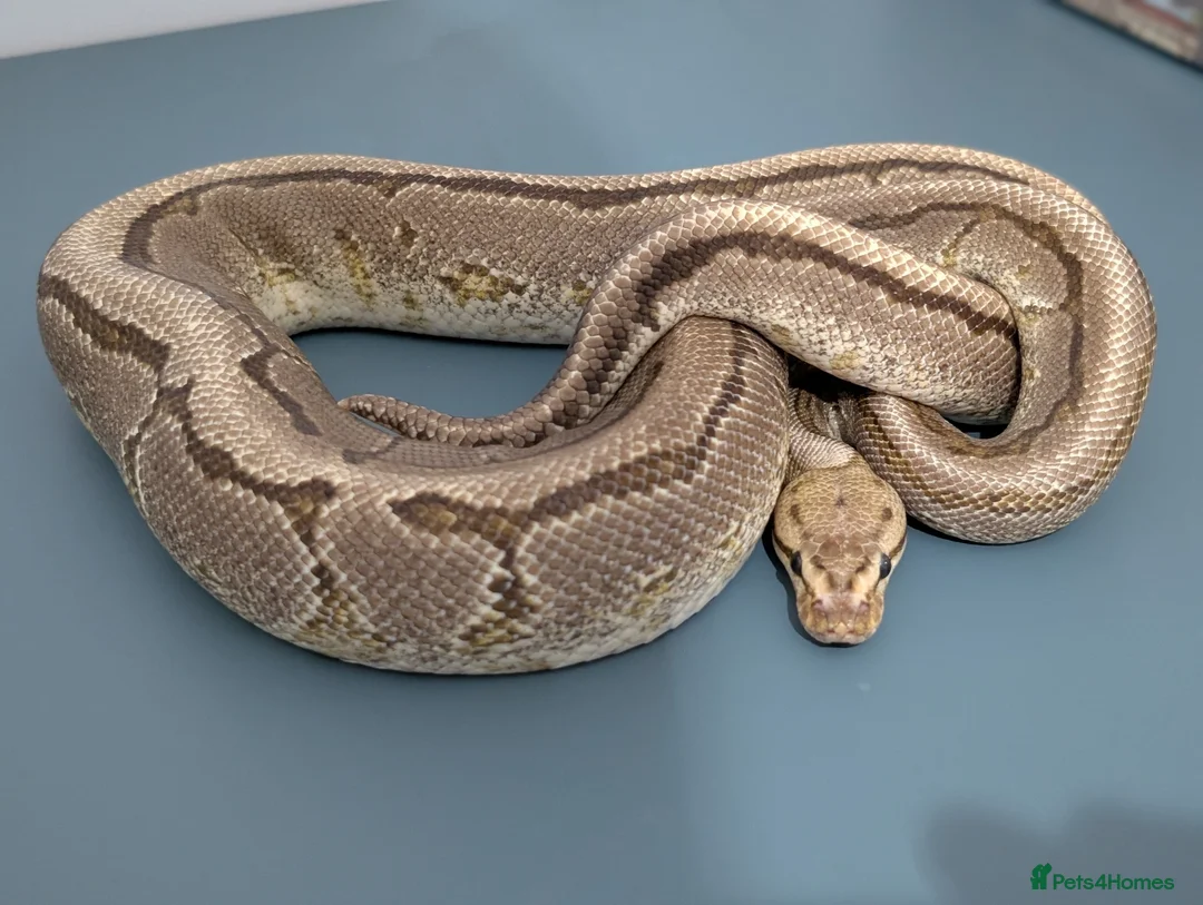 Python Snake reptiles for sale: Orange Dream, Yellow Belly, Pinstripe 100% Het DG - Advert 1
