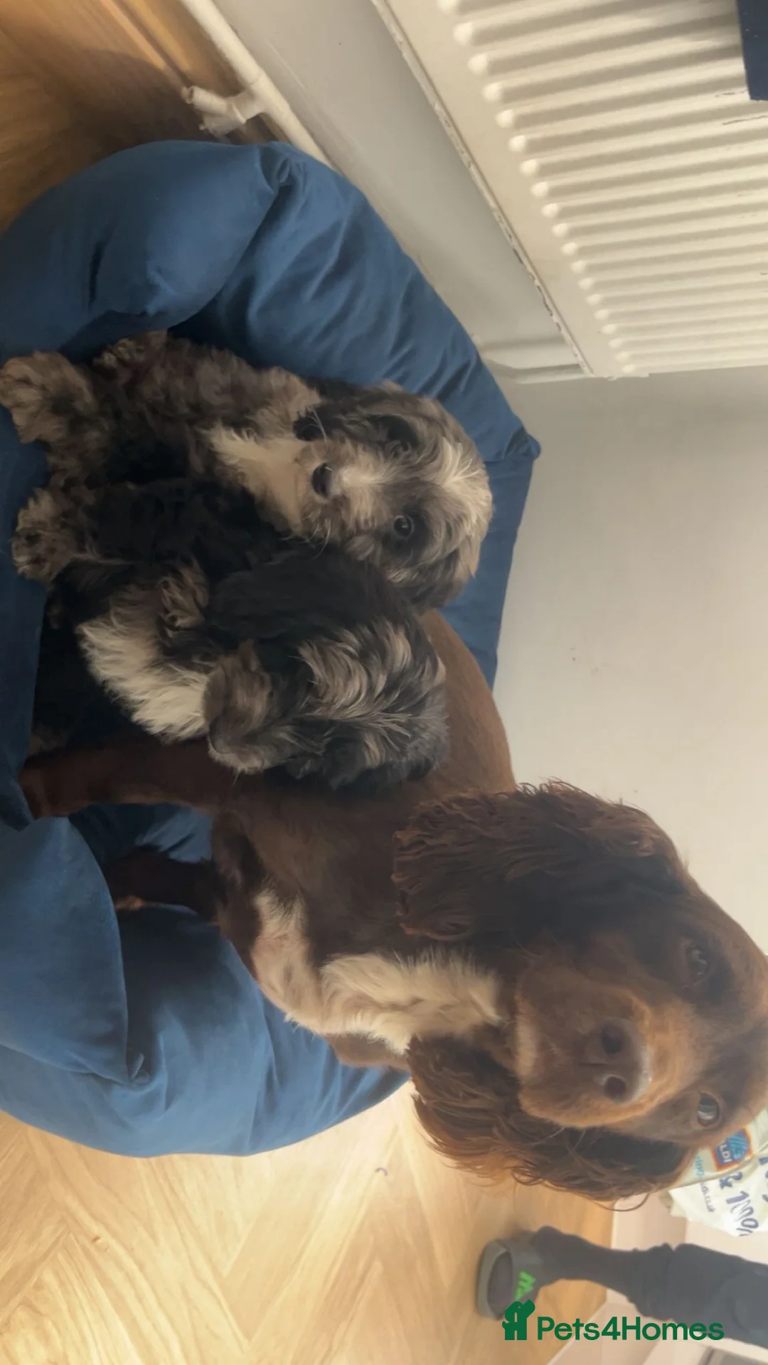 Cockapoo dogs for sale: Beautiful  Cockapoo Puppies  - Advert 1