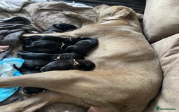 Cane Corso dogs for sale: 🐾 Beautiful Cane Corso Puppies – Ready Soon! 🐾 - Image 14