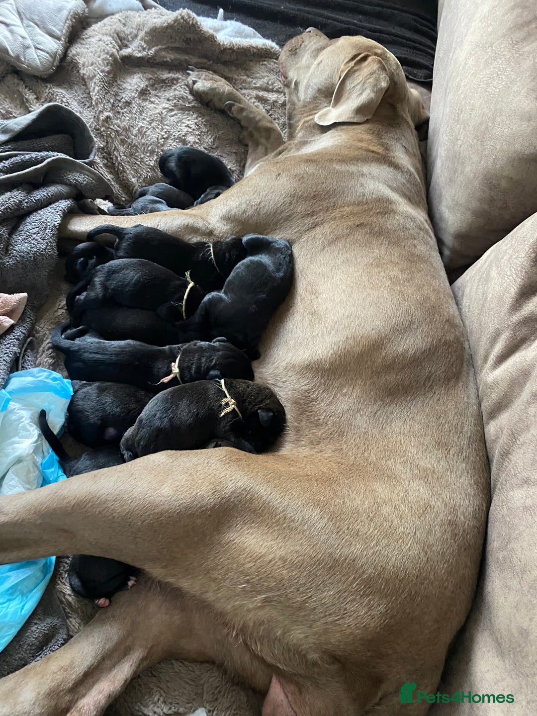 Cane Corso dogs for sale: 🐾 Beautiful Cane Corso Puppies – Ready Soon! 🐾 - Image 14