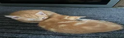 Mixed Breed cats for sale: Adorable Kittens Looking for Their Forever Homes - Advert 2