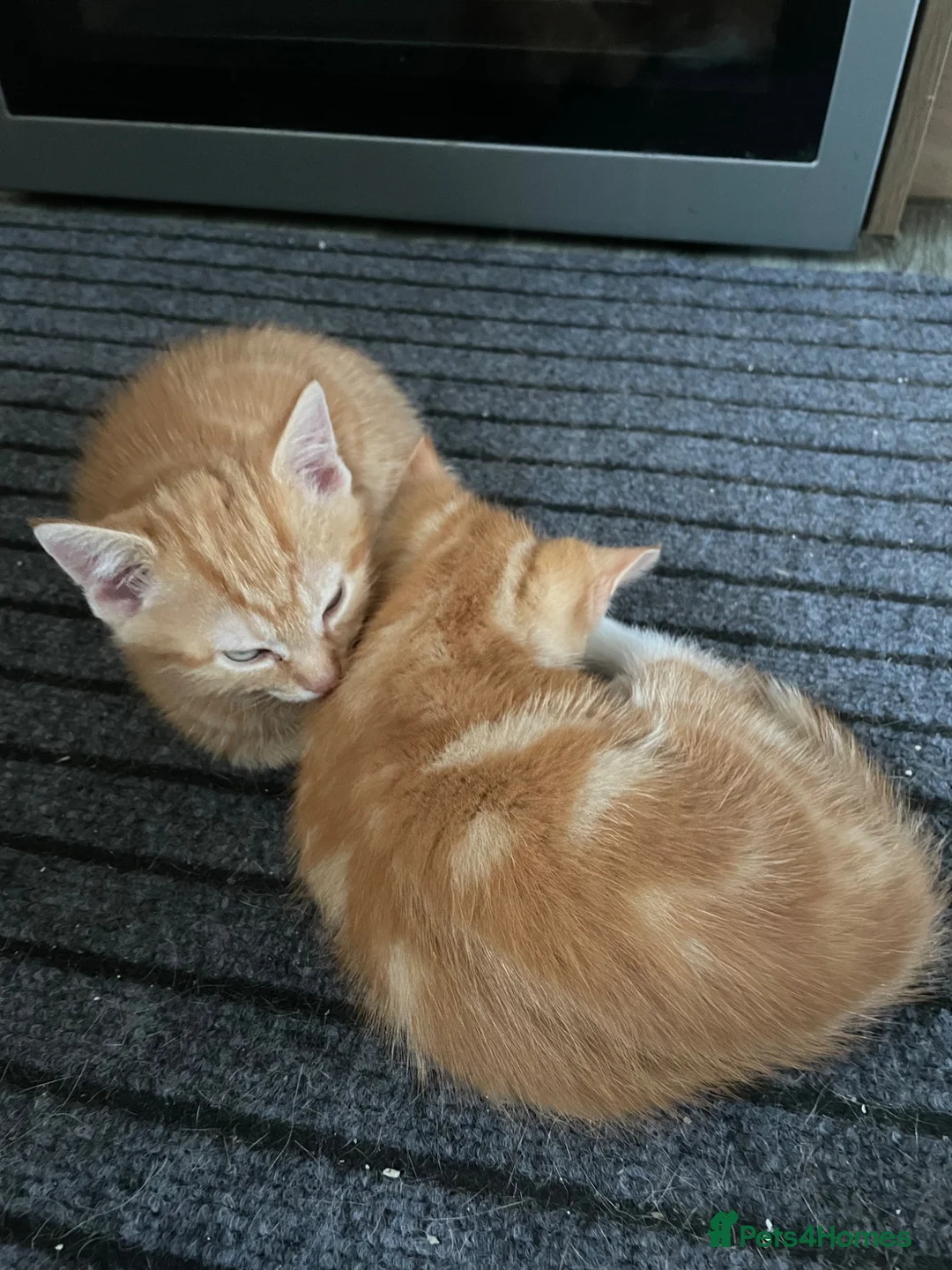 Mixed Breed cats for sale: Adorable Kittens Looking for Their Forever Homes - Advert 2