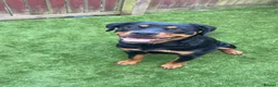 Mixed Breed dogs for sale: rottweiler and German Shepherd puppies - Advert 1