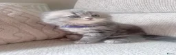 Scottish Fold cats for sale: Beautiful Scottish Fold Kittens 🐾 in Huntingdon - Advert 18