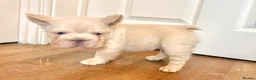 French Bulldog dogs for sale: Fluffy French Bulldog Puppies - Advert 18