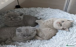 British Shorthair cats for sale: GCCF REGISTERED BRITISH SHORTHAIR KITTENS  - Image 3
