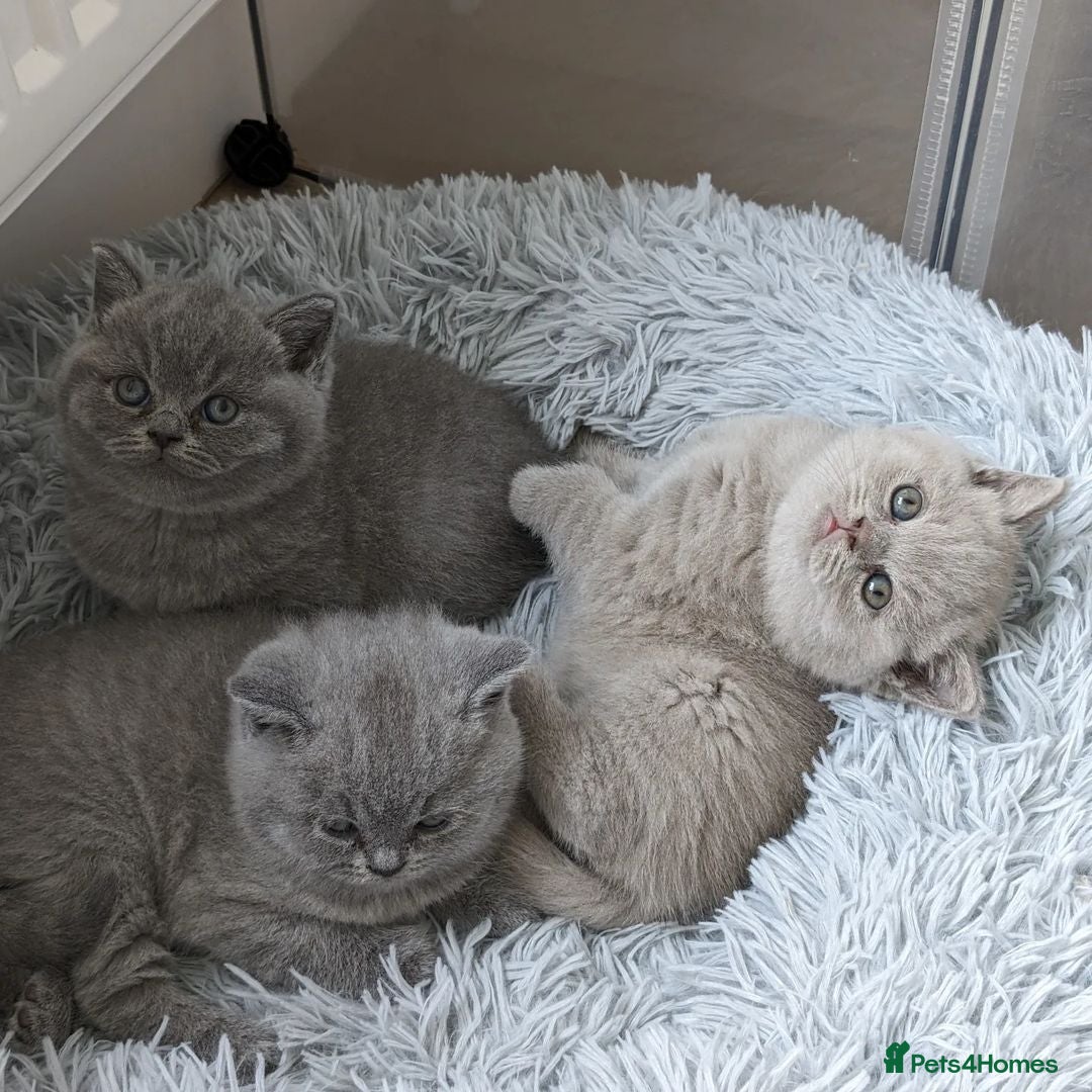 British Shorthair cats for sale: GCCF REGISTERED BRITISH SHORTHAIR KITTENS  - Image 3