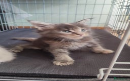 Maine Coon cats for sale: Fully health tested and Tica registered  in Great Missenden - Image 9