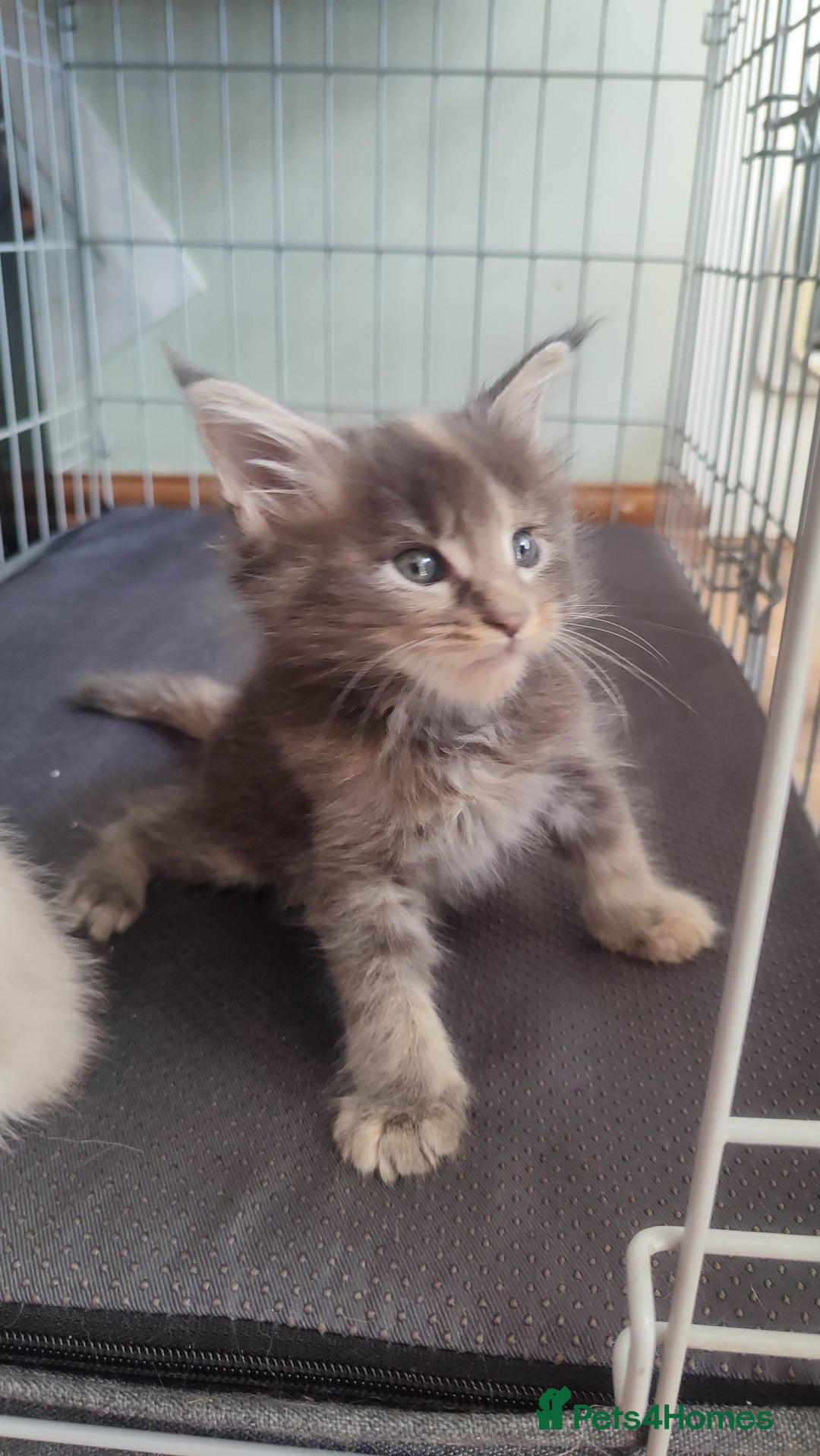 Maine Coon cats for sale: Fully health tested and Tica registered  in Great Missenden - Image 9