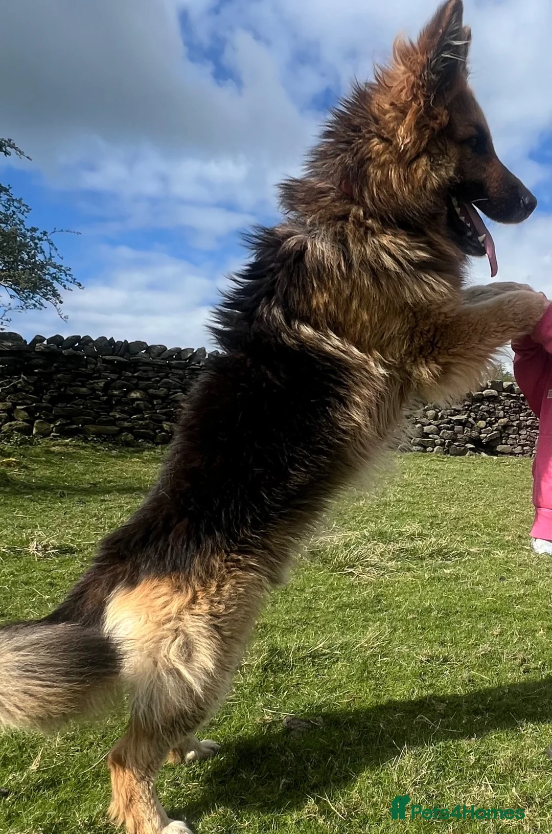 German Shepherd dogs for sale: Stunning family reared German Shepherd pups - Advert 6