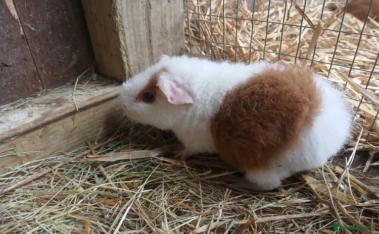 Guinea Pig rodents - Advert 1