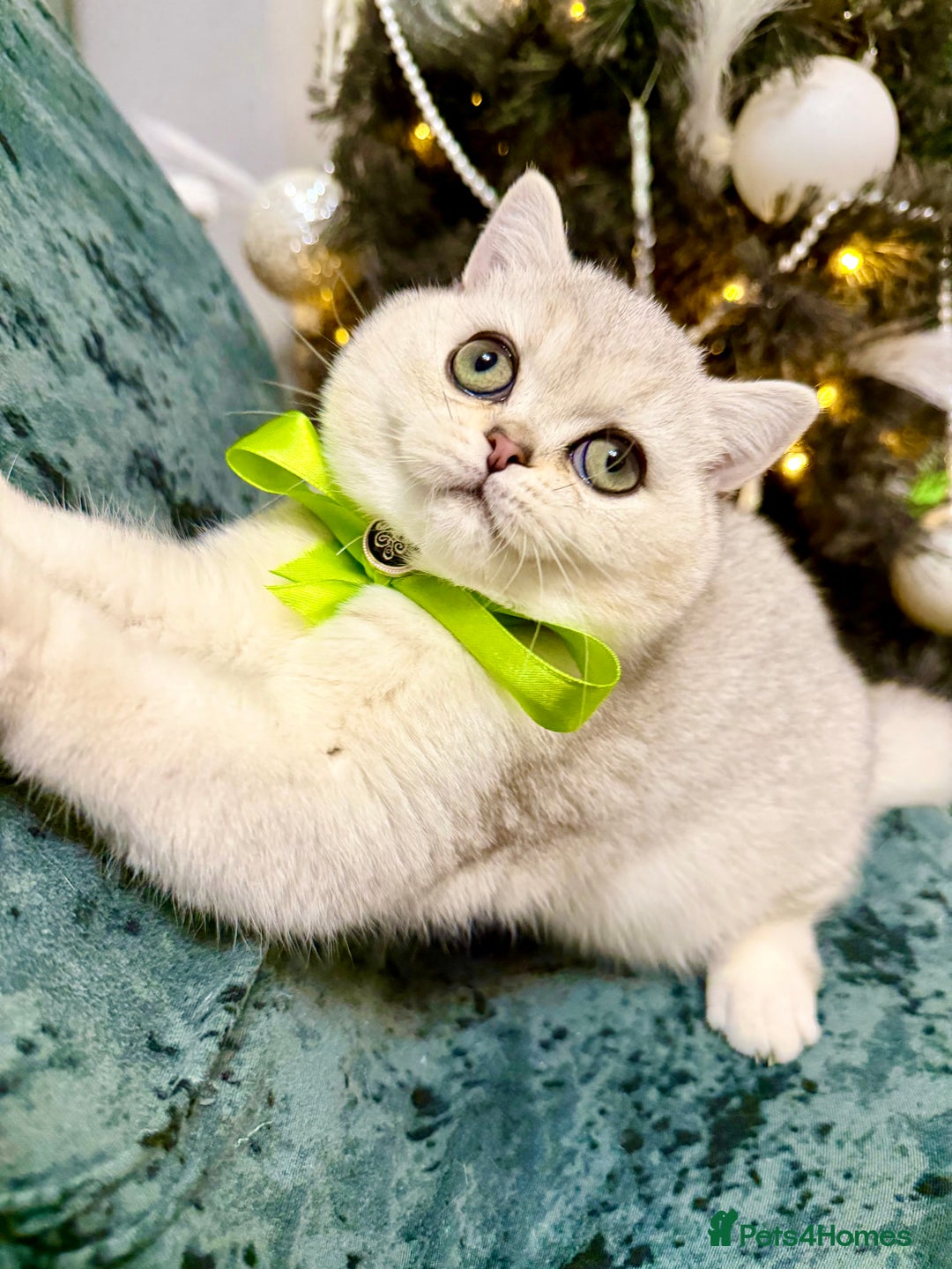 British Shorthair cats for sale: BSH🤍Zubracat Gucci 🤍GCCF🌟 - Advert 5