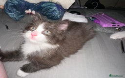 Mixed Breed cats for sale: 4 beautiful male kittens needing homes - Image 1