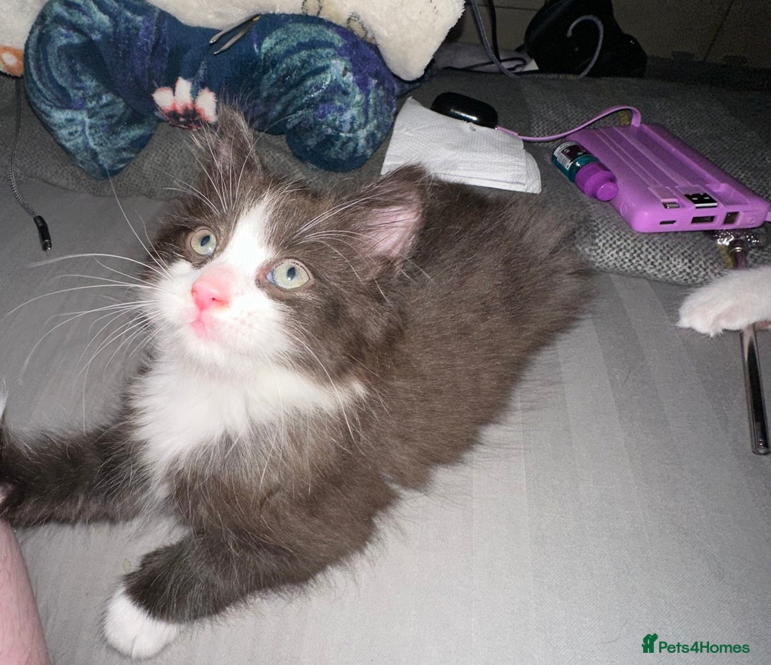Mixed Breed cats for sale: 4 beautiful male kittens needing homes - Image 1