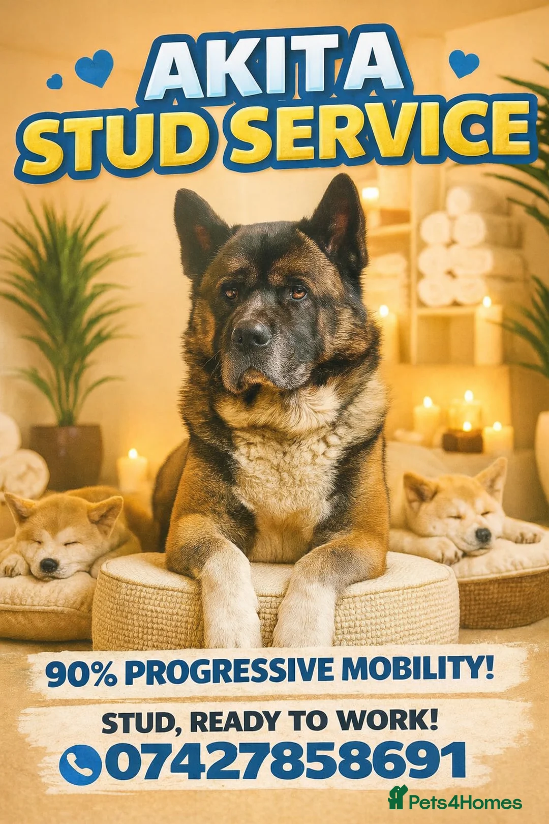 Akita dogs for stud: Japanese Akita Inu - Advert 1