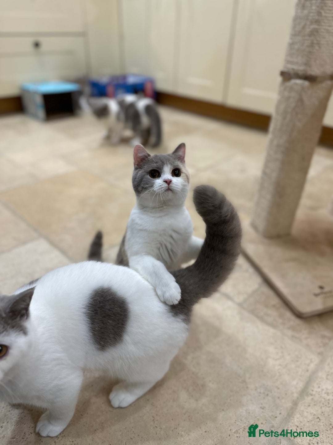 British Shorthair cats for sale: READY NOW - Lilac, BiColours & Colourpoint  - Image 34