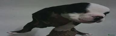English Bulldog 3