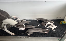 Whippet dogs for sale: kc registered Whippets  - Image 11