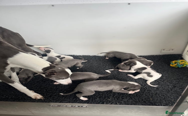 Whippet dogs - Advert 7
