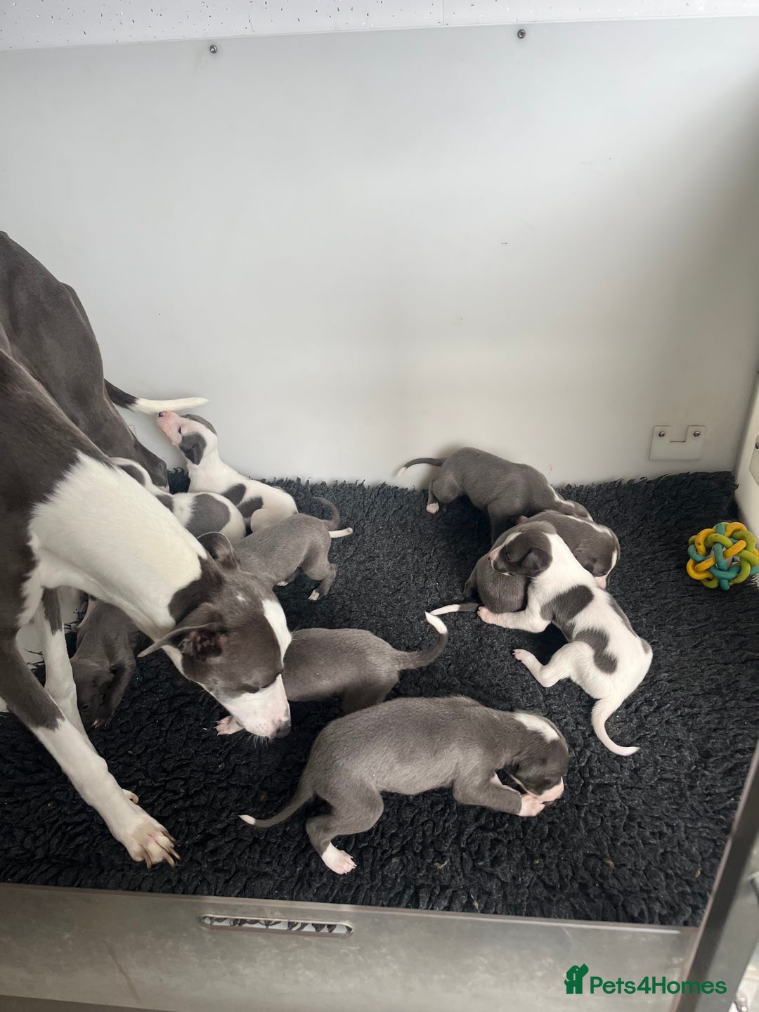 Whippet dogs for sale: kc registered Whippets  - Image 11