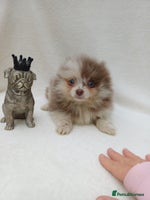 Pomeranian dogs - Advert 14