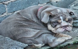 English Bulldog dogs for sale: Final Female English Bulldog available - Image 27