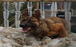 Belgian Shepherd Dog dogs for sale: PuppiesDWKC registered Working Line,Tested Parents - Image 24