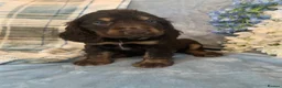 Cocker Spaniel dogs for sale: Show type cocker spaniel puppy’s  - Advert 6