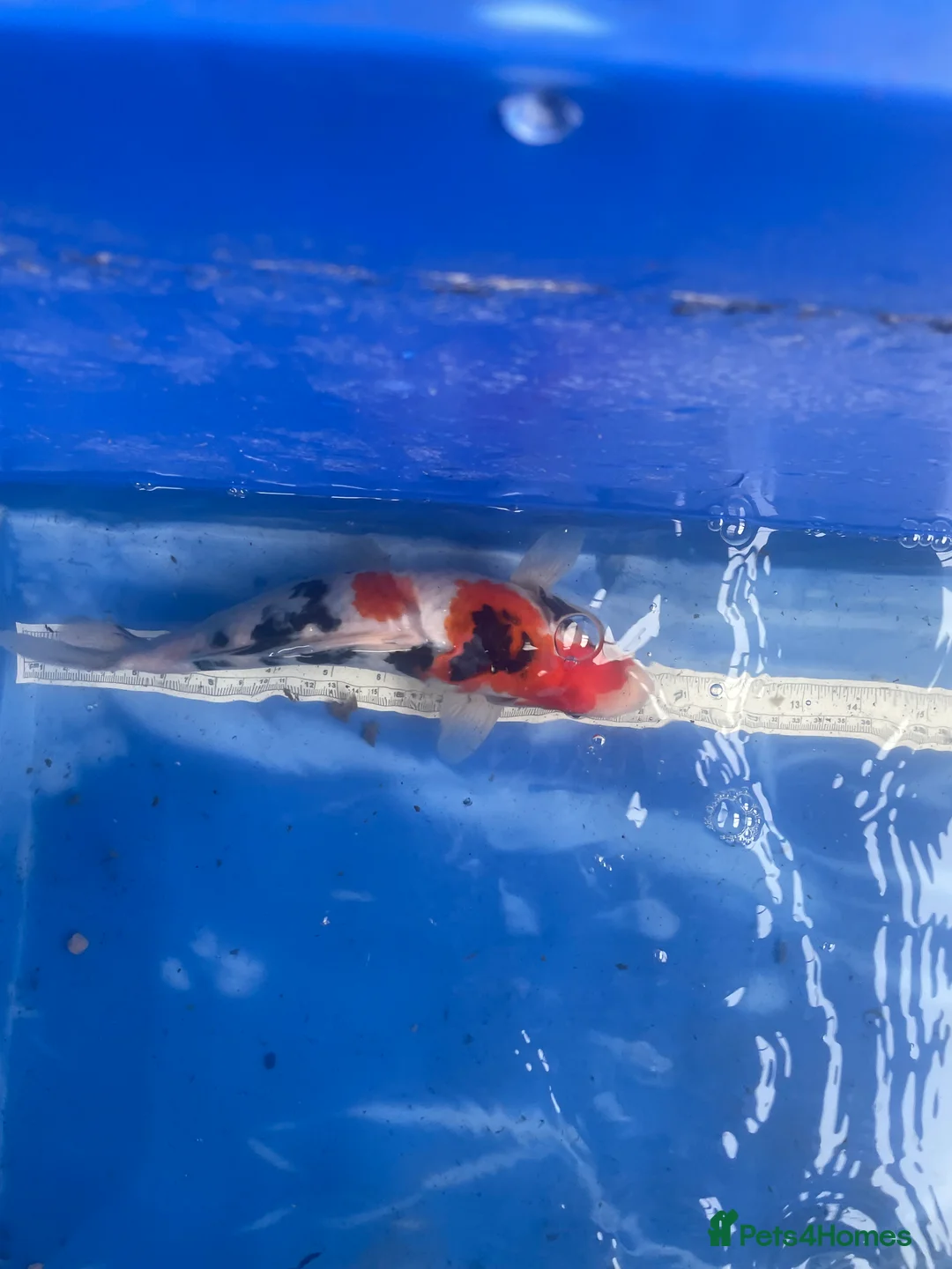 Koi Carp fish for sale: Koi carp and butterfly koi  - Advert 13