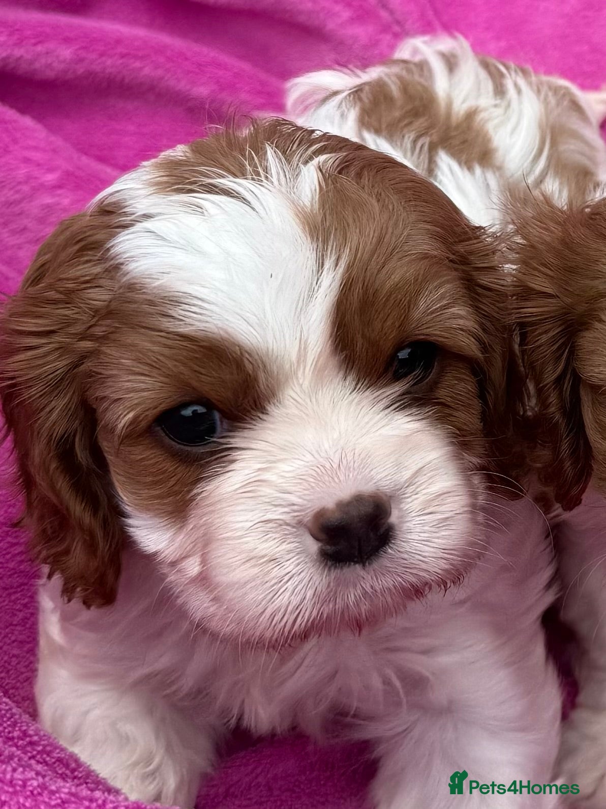 Cavalier King Charles Spaniel dogs Cavalier King Charles Spaniel puppies - Advert 2