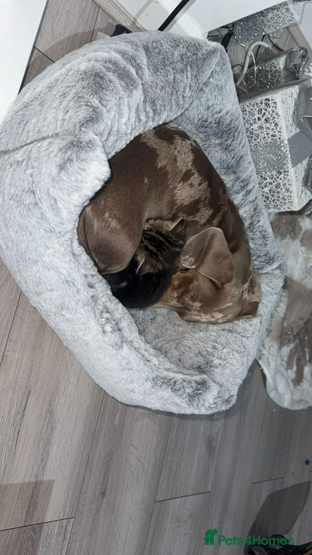 Dachshund dogs for sale: male daschuand in Stoke-on-Trent - Advert 1