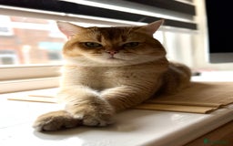 Scottish Fold cats for stud: Scottish Straight for Stud - Image 1