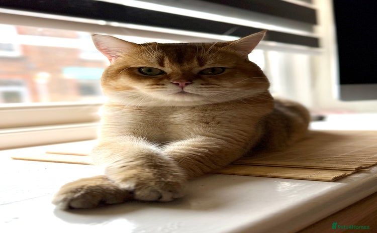 Scottish Fold cats - Advert 2