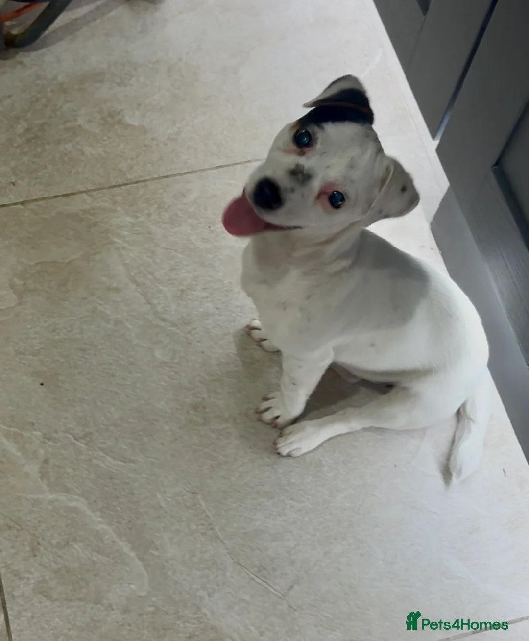 Jack Russell dogs for sale: Jack russel 1year old female - Advert 2