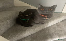 British Shorthair cats for sale: British shorthead cat - Image 1