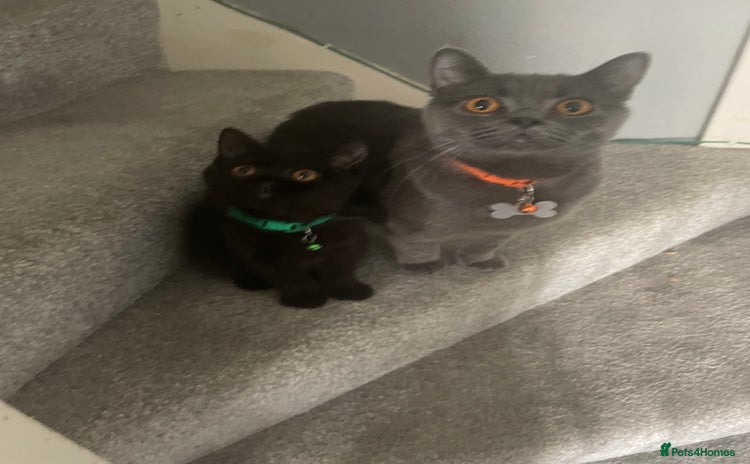 British Shorthair cats for sale - Advert 1