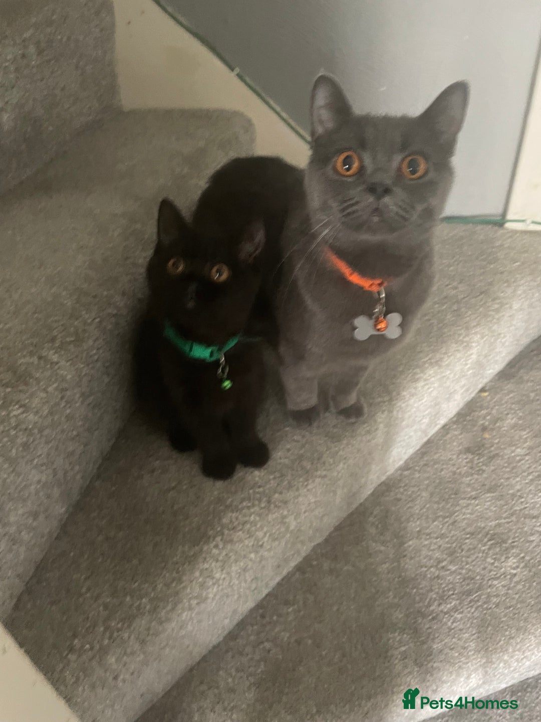 British Shorthair cats for sale: British shorthead cat - Image 1