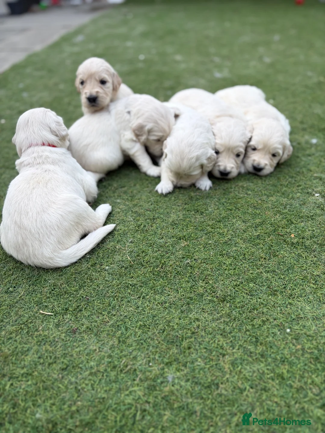 Golden Retriever dogs for sale: KC registered golden retriever puppies available  in Cambridge - Advert 2