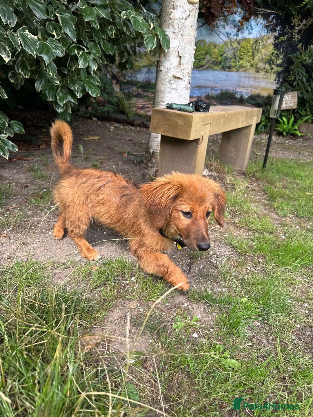 Mixed Breed dogs for adoption: MAGGIE -Friendly girl/4 months/loves dogs & kids - Image 11