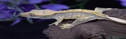 Gecko reptiles for sale: Crested gecko  in Eastbourne - Advert 3