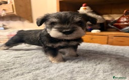 Miniature Schnauzer dogs for stud: Black and silver Miniature Schnauzer stud in Portsmouth - Image 12
