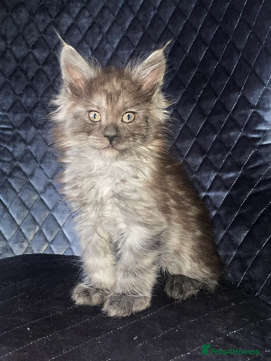 Maine Coon cats for sale: Giant Russian Mainecoons Kittens - Advert 27
