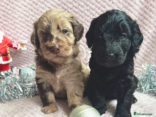 Labradoodle dogs Last 2 Adorable Miniature Labradoodles left - Advert 12