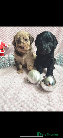 Labradoodle dogs Last 2 Adorable Miniature Labradoodles left - Advert 3